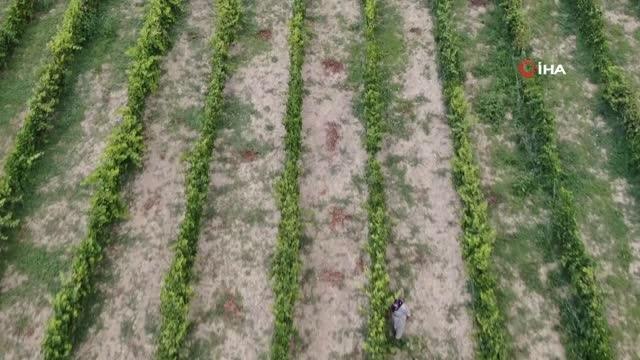 Coğrafi işaretli ürün olan 'çavuş üzümü' belgesine kavuştu