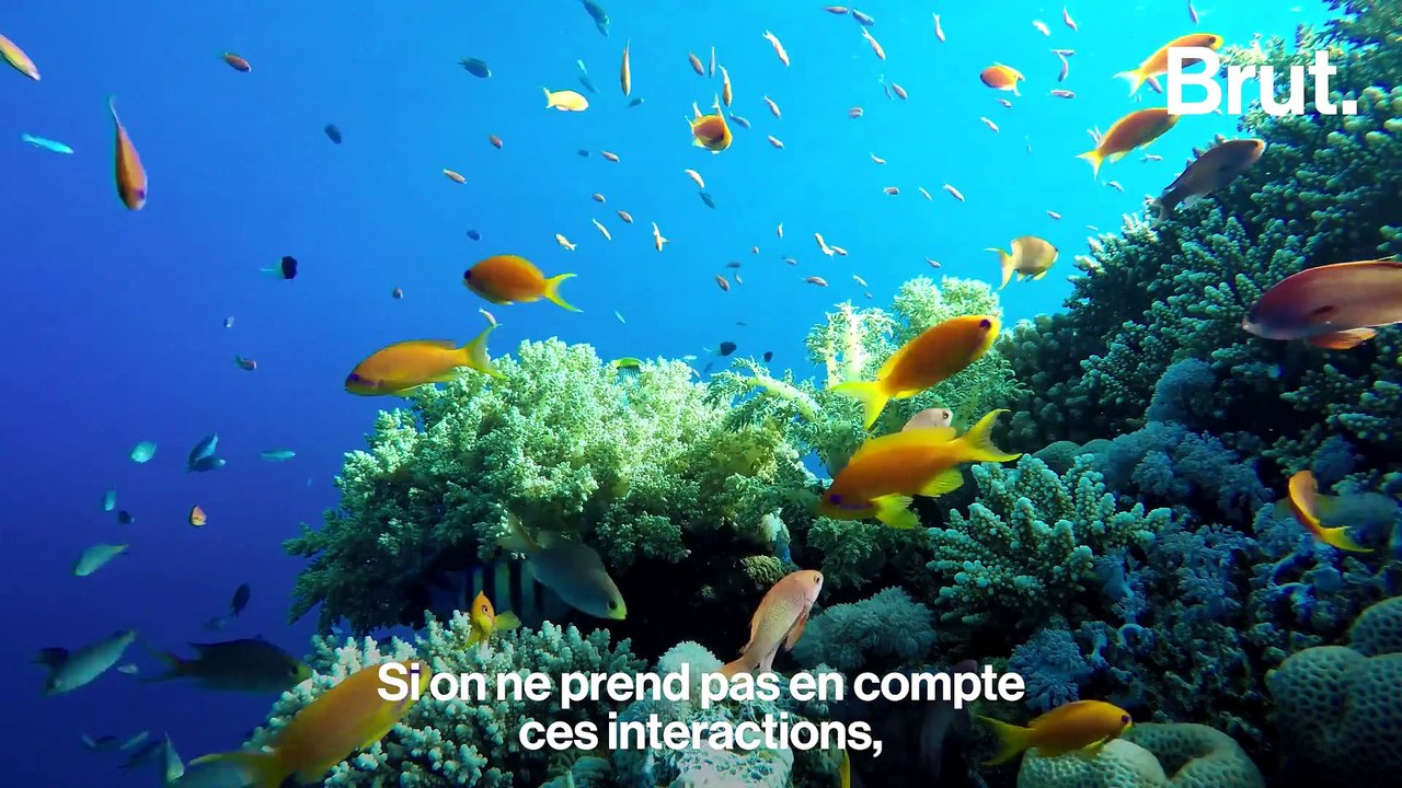 C'est quoi les cascades d'extinctions ?