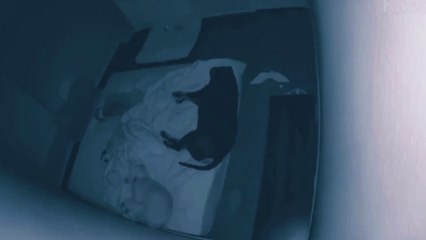 Cutest animals, Funniest animals, and the most funny animal videos of 2023