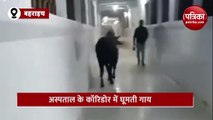 बहराइच के सरकारी अस्पताल में घूमते आवारा पशु