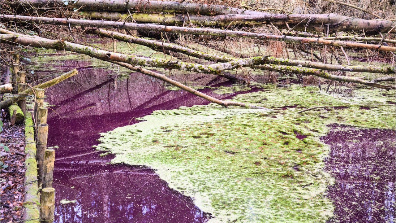 Gefährliche Verfärbung PurpurWasser in Hildesheimer Teich video