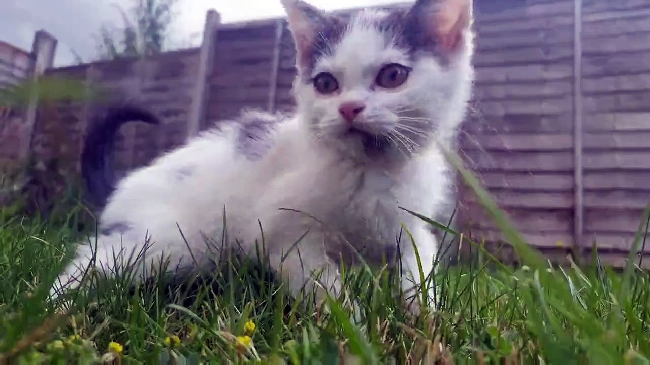 fun with animals | just fun | fuuny animals