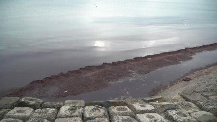 Şiddetli rüzgar nedeniyle sahilde kırmızı yosun birikti