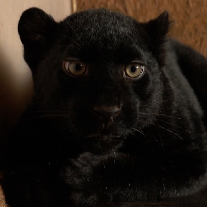 Cette panthère noire née en Ukraine vient d’être rapatriée en France