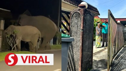 Just stomp on by: Elderly resident jolted awake by trespassing jumbos