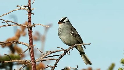 White-crowned Sparrow (Zonotrichia leucophrys) | Nature is Amazing | Viral Videos