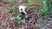 Four-month-old puppy Elsie picks up litter in East Grinstead, Sussex