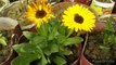 How to grow and Care Calendula Flowers Plants/आसानी से उगने वाला फूल का पौधा  #NDLovelyGarden