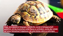 Schildkröte rettet Art vor dem Aussterben