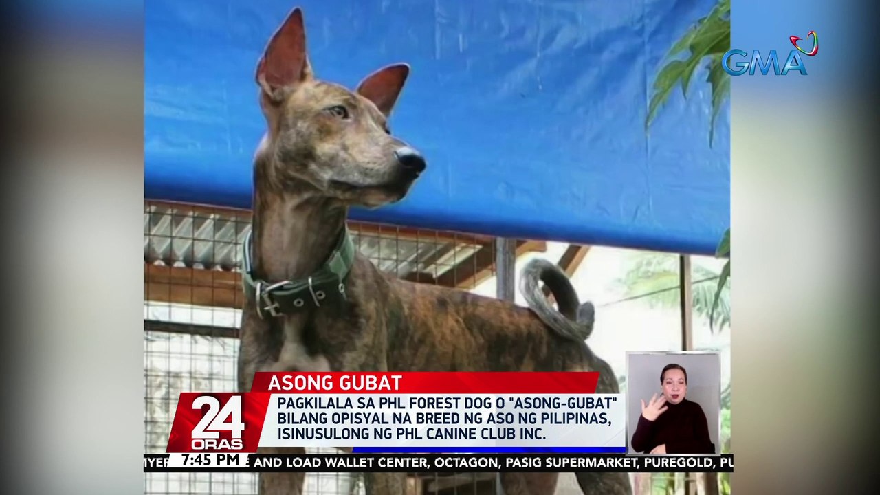 Pagkilala sa PHL forest dog o "asong-gubat" bilang opisyal na breed ng aso ng Pilipinas, isinsulong ng PHL Canine Club Inc. | 24 Oras