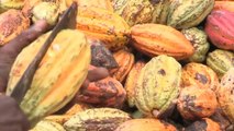 Investigadores del CSIC logran cultivar cacao en Málaga
