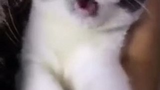 Best Worst cute and funny cat video