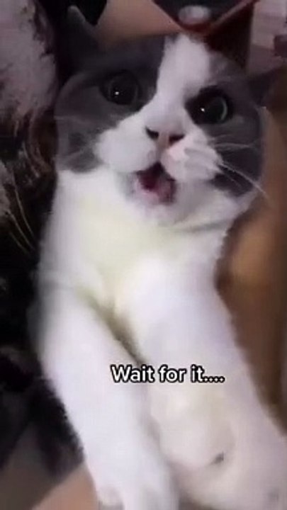 Best Worst cute and funny cat video