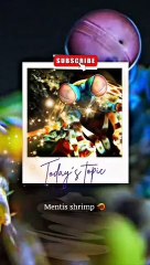 Unbelievable facts about peacock mentis shrimp