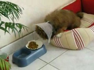 Chouna en plein repas!!!