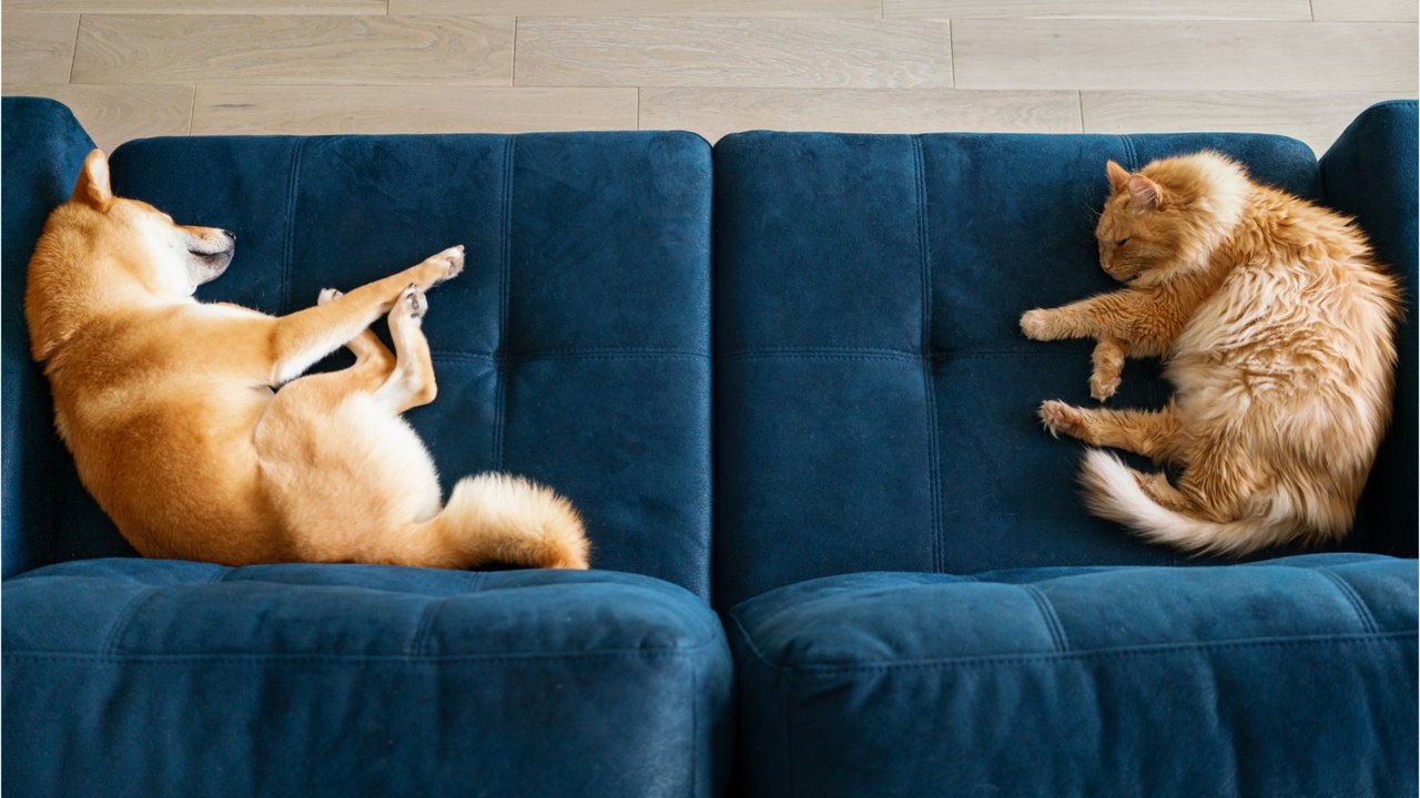 Haustiere: loki und mogli unter den beliebtesten namen