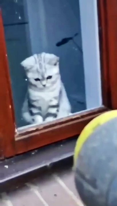 Soo Funny Cute Cat Video And funny action cat!