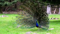 COLOURFUL PEACOCK