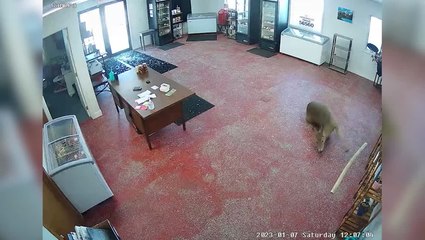 Moment deer smashes through glass window of butcher’s shop caught on CCTV