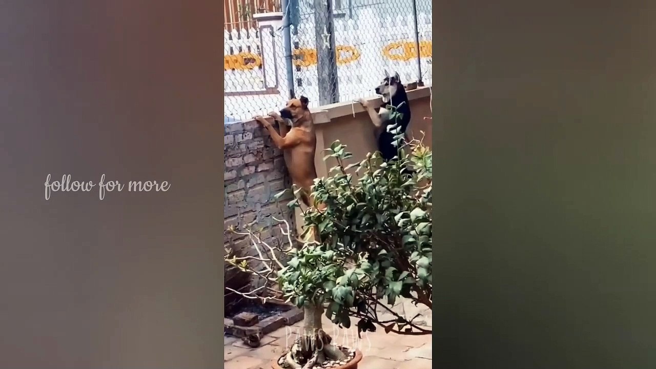 funny cats and dogs reactions | Best of 2023