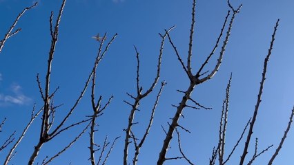 Fioriture fuori stagione nel Napoletano