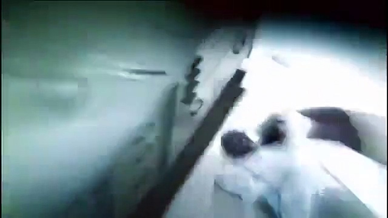 Paranormal 911 - Se2 - Ep09 - Animal Revenge, Almost Dead and Paranormal Prisoner HD Watch