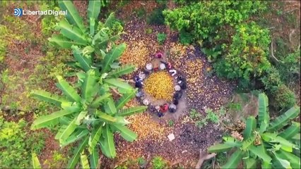 Investigadores españoles del CSIC logran cultivar cacao en Málaga