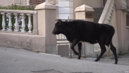 لهذا تم استخدام رقائق رقمية في جوف الأبقار مدى الحياة