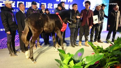 شاهد: جوانغ جوانغ أول حصان مستنسخ في الصين قد يفتح الآفاق لرياضة الفروسية