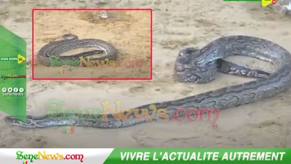 Mystique _ Lou doy waar khew neu, un serpent apparaît à l'open press de Ada Fass