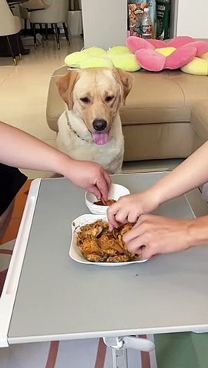 Funny dog video
