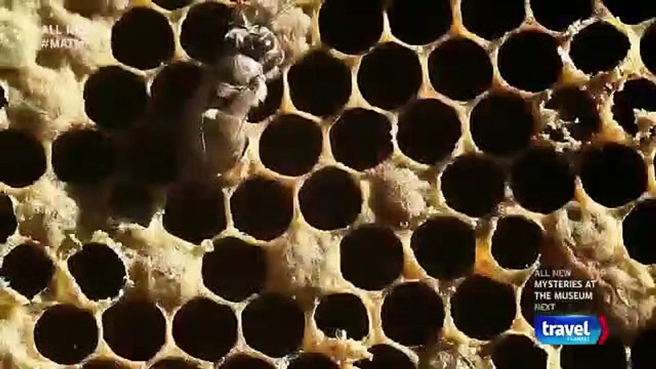 Mysteries at the Museum - Se20 - Ep02 Leonardo's Parachute; School Children's Blizzard; Muddy Discovery HD Watch