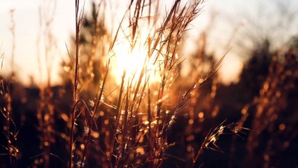 trigo, campo, cebada