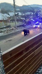 Large Grizzly Bear Being Relocated by Police Cars Using Sirens