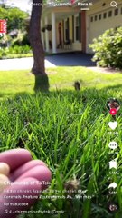 La ardillita tierna que revolucionó Tik Tok