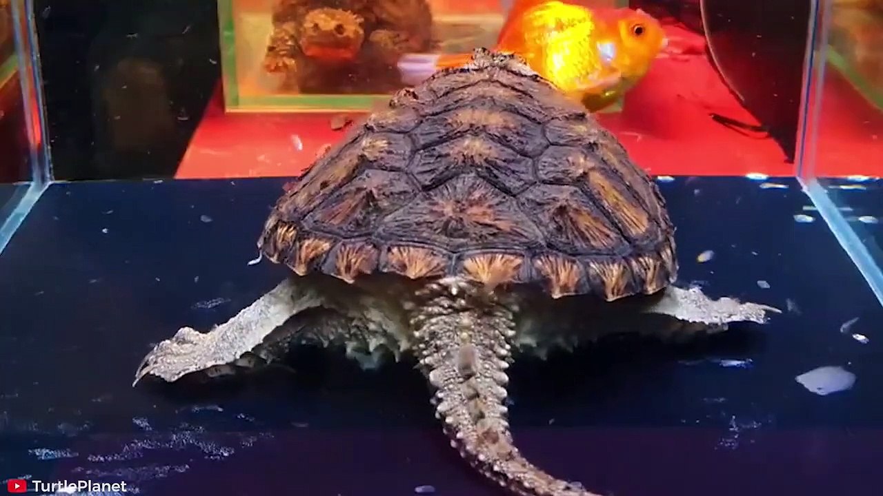 15 INSANE Moments of Turtles Attacking Other Animals Pet Spot - video ...