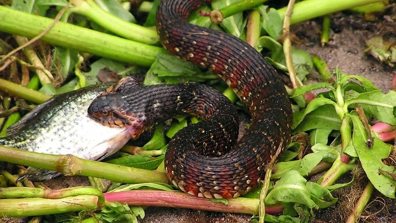 Stunning Inactive Snake Might Be Hungry image