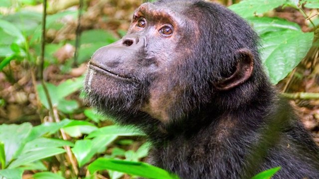 15 SHOCKING Hunting Moments of Primates Pet Spot (2)