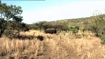 African animals - LION KING At AFRICA- animal wild! (2)