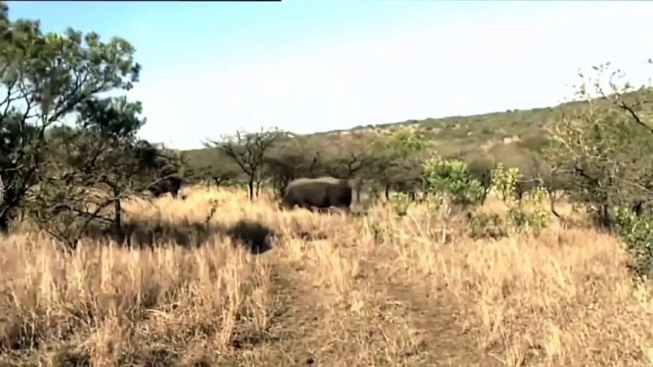 African animals - LION KING At AFRICA- animal wild! (2)