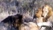 African Animals- Lion kill lion- Wild Animal fighting most Amazing Animal Fight