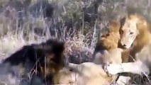 African Animals- Lion kill lion- Wild Animal fighting most Amazing Animal Fight