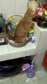 Best Funny Cute Cats Fail Clips Top#funny Cute Cats #shorts Video #trending #animals #reels