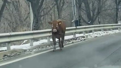 강원도 홍천에서 축사 탈출한 송아지 1마리 도로에 나와...포획 후 주인 인계 / YTN