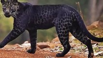 CRAZY Hunting Moments of Leopards in the Wild   Pet Spot