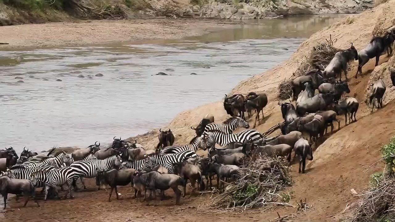 Crocodile Ambhush And Drag Zebras In water,but strong Zebra survive ...