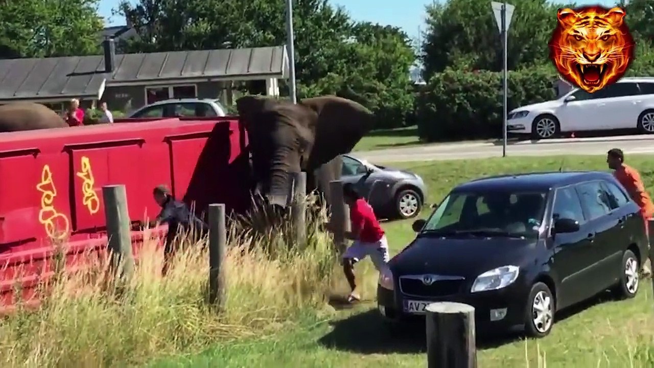 Elephant Attack on vehicale   And Humans in India