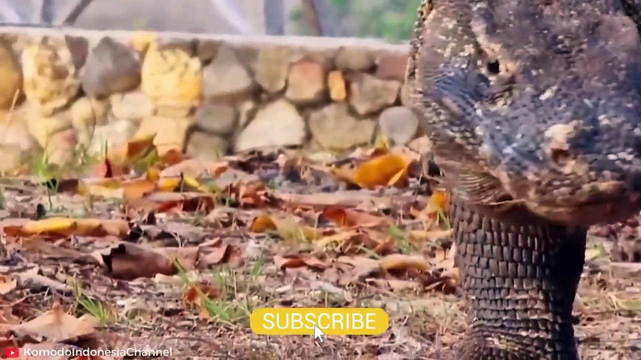 HORRIFIC Moments of Komodo Dragons and other Monitor Lizards Eating their Prey Alive   Pet Spot (2)