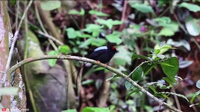 INCREDIBLE Animals That Can Defeat Crocodiles, Alligators and Caimans Pet Spot (2)