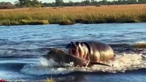 INSANE Moments of Hippos Attacking and Crushing their Opponents   Pet Spot